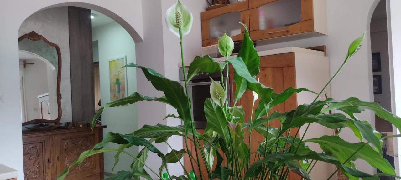 Apartment Oaza كوتور المظهر الخارجي الصورة